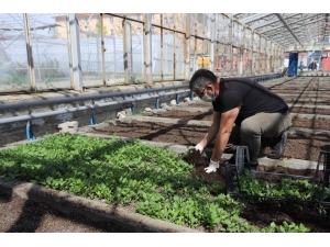 Erzincan’da Binlerce Çiçek Toprakla Buluşturulacak