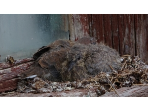 Evden Çıkamayan Yaşlı Adama Sürpriz Ziyaretçi