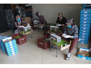 Mut’ta Açık Alanda Erik Hasadı Başladı