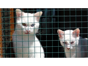 Dünyaca Ünlü Van Kedileri ‘Sevgisiz’ Kaldı