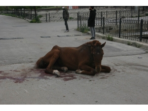 Çarptıkları Atı Yaralı Halde Yolun Ortasında Bıraktılar