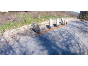 İstanbul’da Duyarlı Gençler Ormandaki Sokak Hayvanlarını Besledi