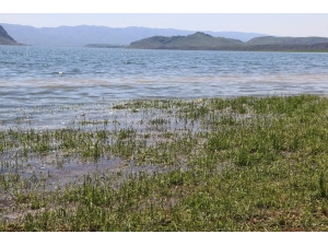 Siirt’te Binlerce Dönüm Ekili Arazi Sular Altında Kaldı