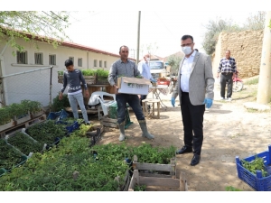 Belediye Üreticilerden Aldığı 70 Bin Fideyi Çiftçilere Ücretsiz Dağıtılacak