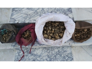 Elazığ’da Salep Soğanı Toplayan 4 Kişiye 307 Bin Tl’lik Rekor Ceza