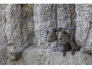 Yüz Günlük Yavru Ayılar Tarsus Doğa Parkı’nın Maskotu Oldular