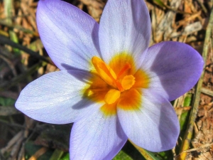 Kocaeli’de Yeni Bitki Türü Keşfedildi