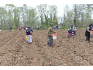 Çiftçiler Ekim Alanlarının Bir Bölümünü İhtiyaç Sahipleri İçin Ekti