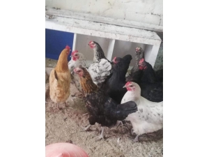 Eskişehir’de Fıkra Gibi Hırsızlık