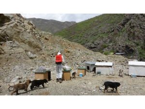 Şemdinli’de Sokak Hayvanları Unutulmadı