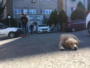 Tedavi Gören Sahibini Hastane Bahçesinde Bekliyor
