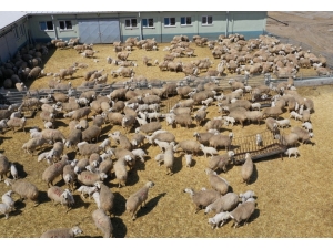 Hedef, Bir Milyon Kangal Akkaraman Koyunu