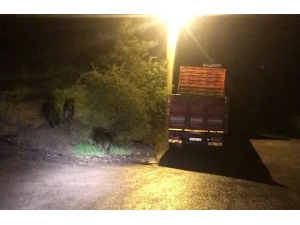 Aç Kalan Domuzlar Şehre İndi