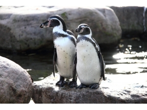 Korona Virüs Salgını Hayvanat Bahçesini De Vurdu