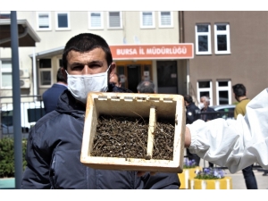 Bursa’da Binlerce Arının Şok Eden Ölümü...ölen Arılarıyla Müdürlüğe Geldiler