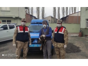 Yaralı Bulunan Şahin Tedavi Edildi