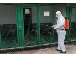 Sokak Hayvanları Korona Virüsle Mücadele Döneminde Unutulmadı