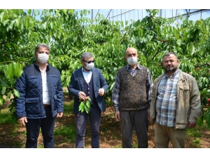 Kemalpaşa’nın Meşhur Kirazına Sayılı Günler Kaldı