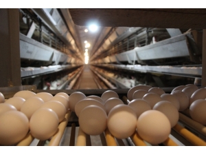 Günde 7 Bin Koli Yumurta Üretiliyor