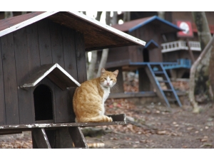 Korona Günlerinde Can Dostların Keyfi Yerinde