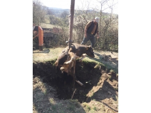 Define Çukuruna Düşen İnek Kurtarıldı