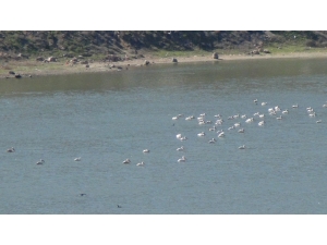 Onlarca Pelikan Barajı Mesken Tuttu