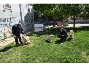 Yunusemre Sokak Hayvanlarını Unutmuyor