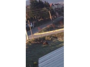 Bolu’da, Yaban Hayvanları Yerleşim Alanlarına İndi