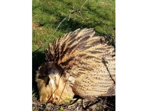 Köpeklerin Saldırdığı Balaban Kuşunu Kurtardı