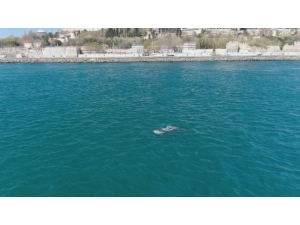 İstanbul Boğazı Yunuslara Kaldı