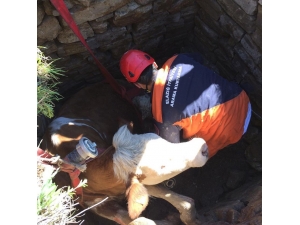 Kuyuya Düşen İnek, Kurtarıldı