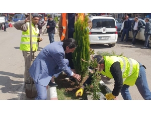 Taşlıçay Belediyesinden, Ağaçlandırma Çalışmaları