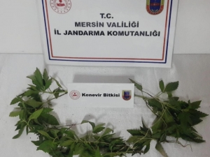 Tarsus’ta 51 Kök Hint Keneviri Ele Geçirildi