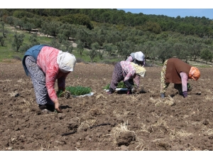 Domates Fideleri Toprakla Buluştu, Üreticiler Sezondan Umutlu