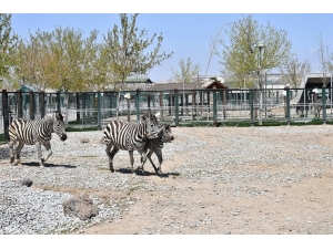 Kayseri Hayvanat Bahçesi’nde Yeni Zebra Dünyaya Geldi
