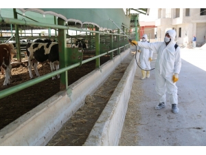 Haliliye Tedbiri Elden Bırakmıyor