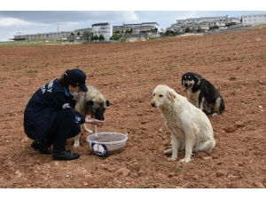 Şahinbey Belediyesi Sokağa Çıkma Yasağında Sokak Hayvanlarını Unutmadı