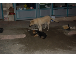 Sokaklar Boşaldı, Köpekler Oyun Yaptı