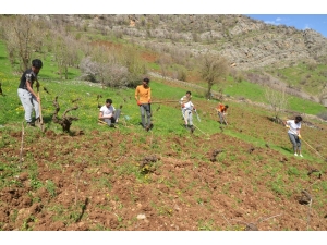 Tarlalarını Sosyal Mesafe Kuralıyla Kazıp Ekiyorlar