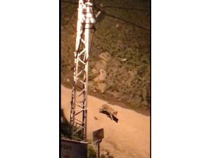 Artvin’de Ayılardan Sonra Bu Kez Aç Kalan Kurtlar Şehre İndi