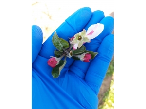 Karaman Ziraat Odası Don Riskine Karşı Üreticileri Uyardı