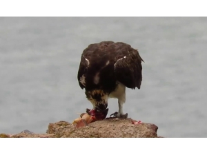 Suya Dalabilen Tek Yırtıcı Balık Kartalı Görüntülendi