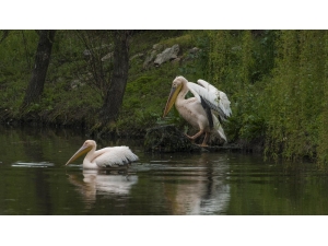 Haydut’a Binlerce Kilometre Uzaktan Yeni Arkadaş