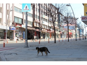 Doğunun Gözde Kenti Erzurum Sessizliğe Büründü