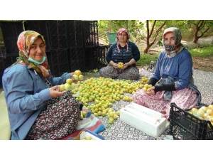 Türkiye’de Yılın İlk Kayısı Hasadı Silifke’de Yapıldı