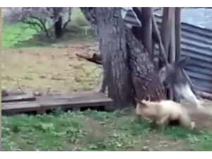 Tilki Kedinin Saldırısıyla Neye Uğradığını Şaşırdı