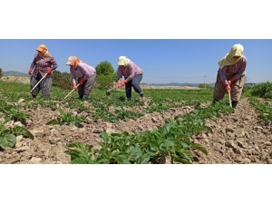 Sokağa Çıkma Kısıtlamasından Etkilenmeyen Çiftçiler Tarlalarda