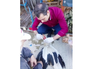 Yaralı Leylek Koruma Altına Alındı