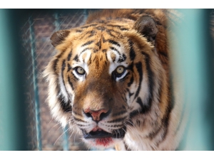 Hayvanat Bahçesinde Hayvanların Bakımları Eksiksiz Yapılıyor