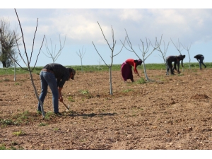 Mevsimlik Tarım İşçilerinin Zorlu Mesaisi